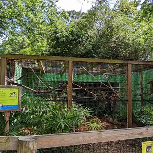 Lesser Spot-nosed guenon