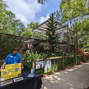 Amur leopard habitat