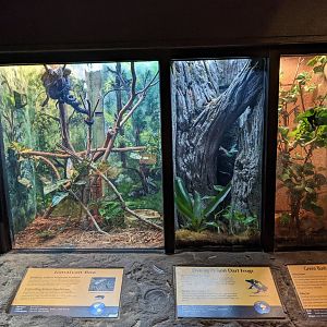 Jamaican boa, dyeing poison dart frog, green bush viper