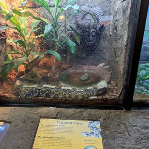 Gaboon viper