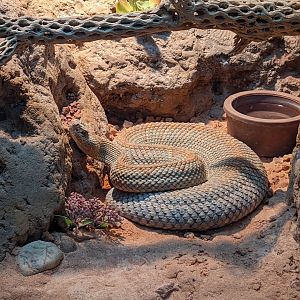 Aruba island rattlesnake
