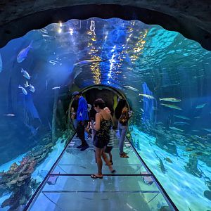 Entrance to 360 glass tunnel