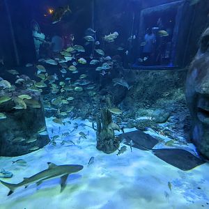 Atlantic Ocean tank from tunnel