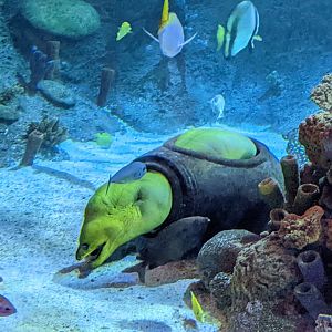 Moray eel from tunnel