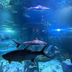 Tarpon and reef sharks