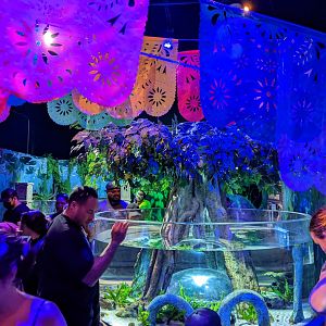 "The Last Dragons" Axolotl tank