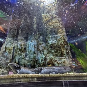 Axolotl in it's tank