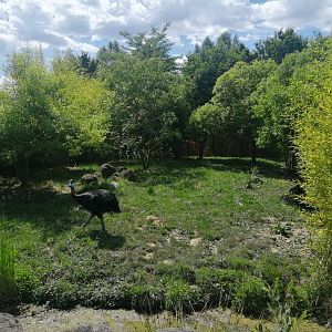 Oceania - Cassowary exhibit