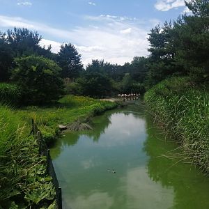 South America - Chilean Flamingo exhibit