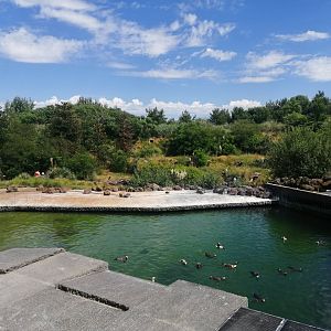 South America - Penguin Cove