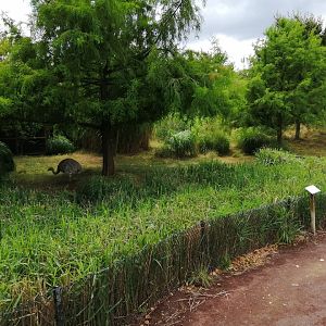 South America - Lesser Rhea exhibit