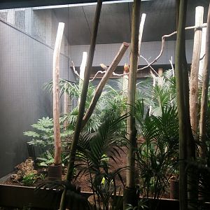 South America - Capuchinbird aviary