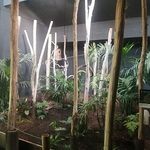 South America - Amazonian Motmot aviary