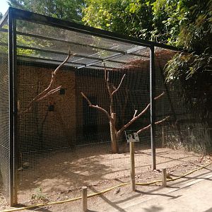 Sulphur-crested Cockatoo Aviary