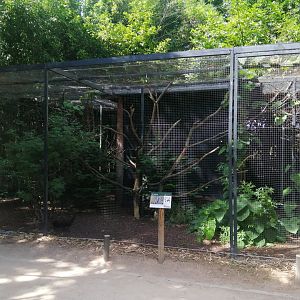 African Grey Hornbill and Edward's pheasant Aviary
