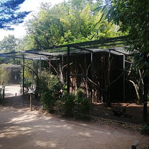 Yellow-headed Amazon Aviary