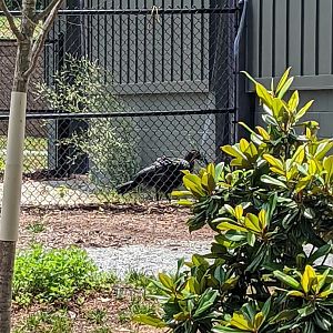 New!! Ground Hornbill at the Greensboro Science Center