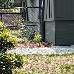 New!! Ground Hornbill at the Greensboro Science Center