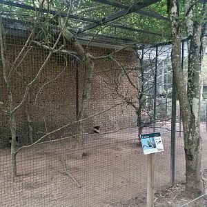 Monk Parakeet Aviary