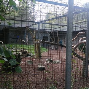 Various Macaws Aviary
