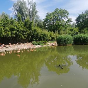 American Flamingo Exhibit
