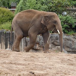 Anjan, Asian elephant