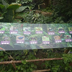 Butterfly house species list
