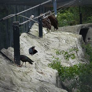 Azure-winged magpie, Waldrapp ibis and Eurasian black vulture