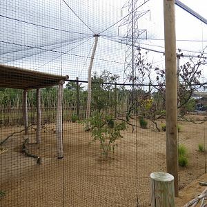 Indian peafowl aviary