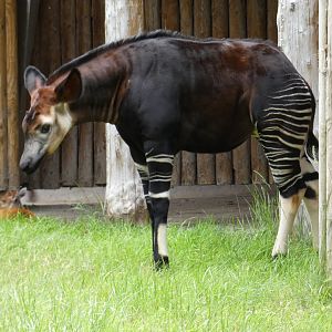 Okapi calf