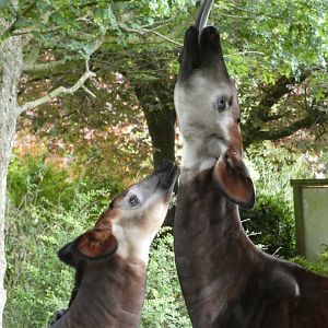 Okapis feeding