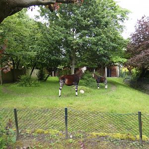 Okapi outdoor enclosure