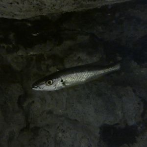 Lake Chilingali cichlid