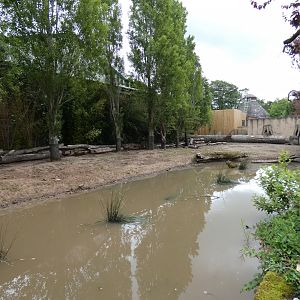 Red river hog enclosure