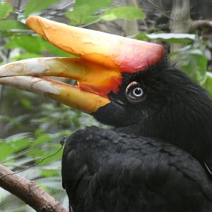 Javan rhinoceros hornbill