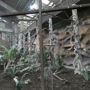 Visayan tarictic hornbill aviary