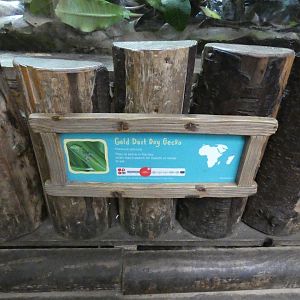 New on-show gecko species signange