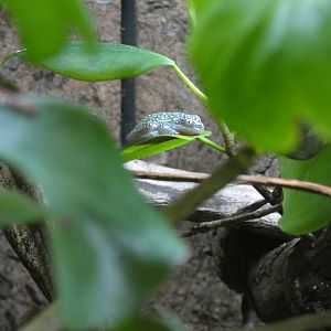 White-spotted reed frog