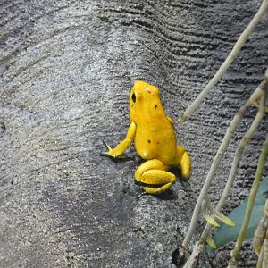 Golden poison frog