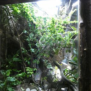 Golden poison frog and Cone-headed lizard enclosure
