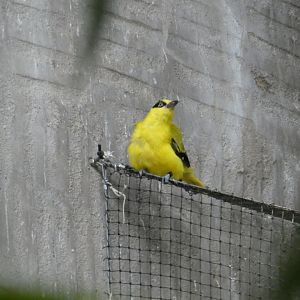 Black-naped oriole in Tropical Realm