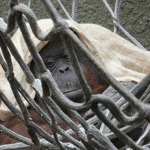 Martha, Bornean orang-utan