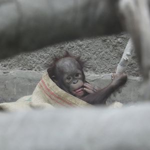 Dot, Bornean orang-utan