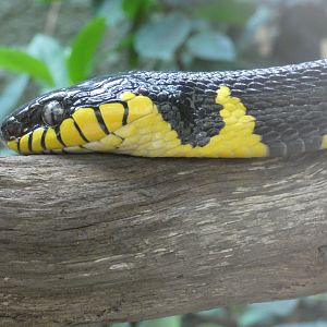 Mangrove snake