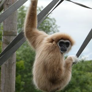 Lar gibbon