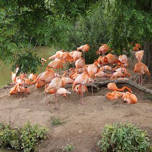 Caribbean flamingos nesting