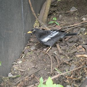 Grey-winged blackbird