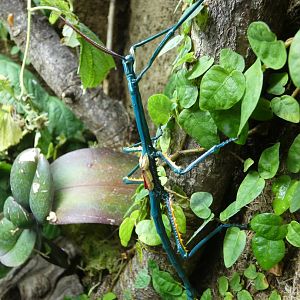 Madagascan blue stick insect