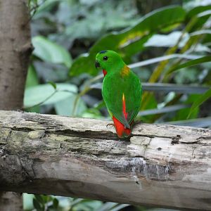Blue-crowned hanging parrot
