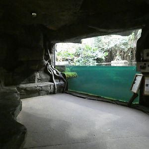 Tomistoma underwater viewing area